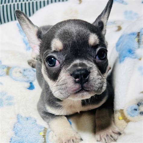 french bulldog consignment|the french bulldog ri.